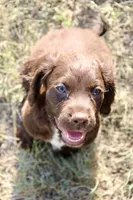 FIELD BRED Liver Male, a male English Cocker Spaniel for sale in Colorado Springs, CO – 7 of 8