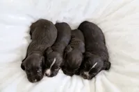 Liver Male, a male English Cocker Spaniel for sale in Denver, CO – 3 of 6
