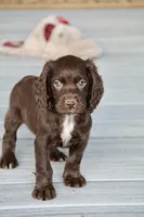 FIELD BRED Liver Male, a male English Cocker Spaniel for sale in Colorado Springs, CO – 8 of 8