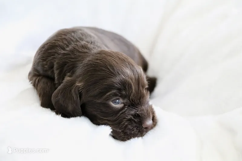 Liver Male – English Cocker Spaniel puppy for sale in Colorado Springs, CO