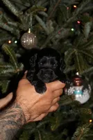 processed/f2c1ecb7-0fd7-4e48-9b8b-a2c6581a30c8/listing/233cefb6-b782-4585-9b5b-b18f8e9875c8/7e4c3630-3be3-43e6-8d9f-f56800aca540