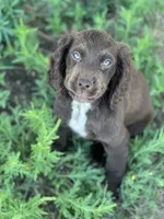 FIELD BRED Liver Male, a male English Cocker Spaniel for sale in Colorado Springs, CO – 5 of 8