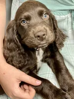 FIELD BRED Liver Male, a male English Cocker Spaniel for sale in Colorado Springs, CO – 3 of 8