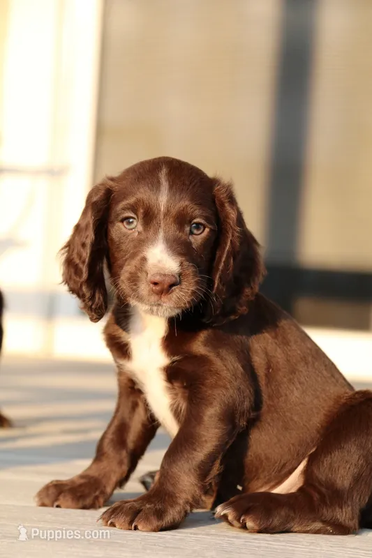Liver Male – English Cocker Spaniel puppy for sale in Colorado Springs, CO