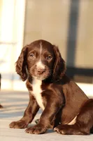 Liver Male, a male English Cocker Spaniel for sale in Colorado Springs, CO – 3 of 7