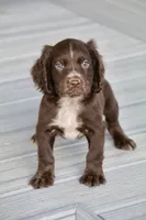 Liver Roan Male, a male English Cocker Spaniel for sale in Colorado Springs, CO – 6 of 10