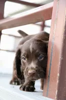 Liver Roan Male, a male English Cocker Spaniel for sale in Colorado Springs, CO – 9 of 10