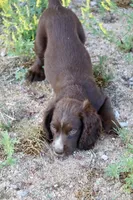 Liver Male, a male English Cocker Spaniel for sale in Colorado Springs, CO – 4 of 7