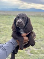 Liver Roan Male, a male English Cocker Spaniel for sale in Colorado Springs, CO – 2 of 9