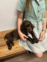 FIELD BRED Liver Male, a male English Cocker Spaniel for sale in Colorado Springs, CO – 6 of 8
