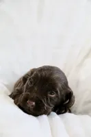 Liver Male, a male English Cocker Spaniel for sale in Denver, CO – 2 of 5