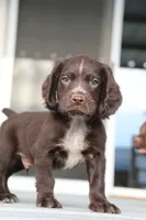 Liver Roan Male, a male English Cocker Spaniel for sale in Colorado Springs, CO – 5 of 10
