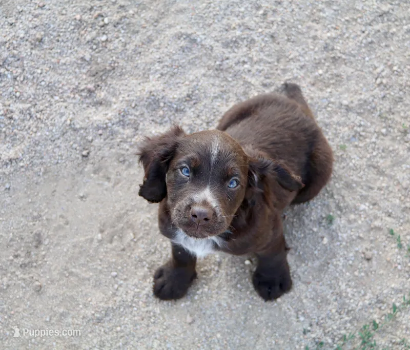 Liver Roan Male – English Cocker Spaniel puppy for sale in Colorado Springs, CO