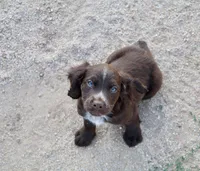 Liver Roan Male, a male English Cocker Spaniel for sale in Colorado Springs, CO – 1 of 9