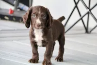Liver Male, a male English Cocker Spaniel for sale in Colorado Springs, CO – 1 of 7