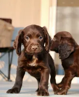 Liver Male, a male English Cocker Spaniel for sale in Colorado Springs, CO – 2 of 10