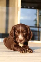 Liver Male, a male English Cocker Spaniel for sale in Colorado Springs, CO – 5 of 7