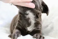 Liver Male, a male English Cocker Spaniel for sale in Denver, CO – 5 of 5