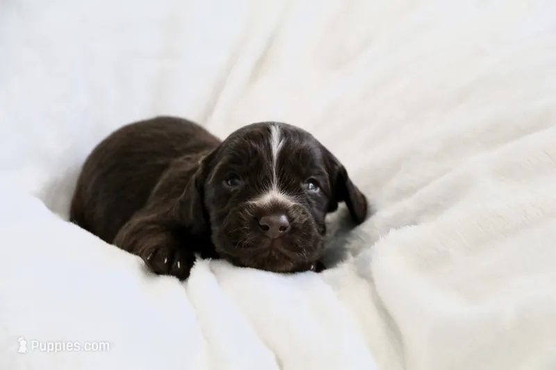 Liver Male – English Cocker Spaniel puppy for sale in Denver, CO