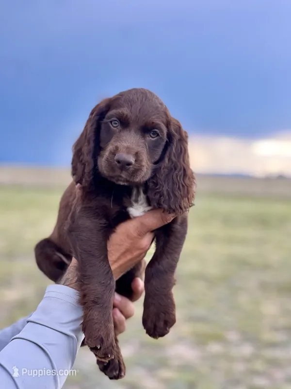 FIELD BRED Liver Male – English Cocker Spaniel puppy for sale in Colorado Springs, CO