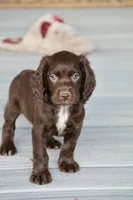 Liver Roan Male, a male English Cocker Spaniel for sale in Colorado Springs, CO – 7 of 8