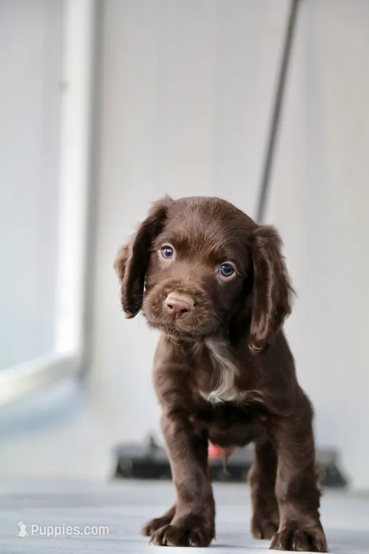 Liver Male – English Cocker Spaniel puppy for sale in Colorado Springs, CO