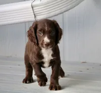 Liver Male, a male English Cocker Spaniel for sale in Colorado Springs, CO – 7 of 7