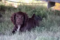 Liver female , a female English Cocker Spaniel for sale in Colorado Springs, CO – 3 of 7