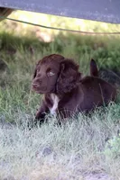 Liver female , a female English Cocker Spaniel for sale in Colorado Springs, CO – 4 of 7