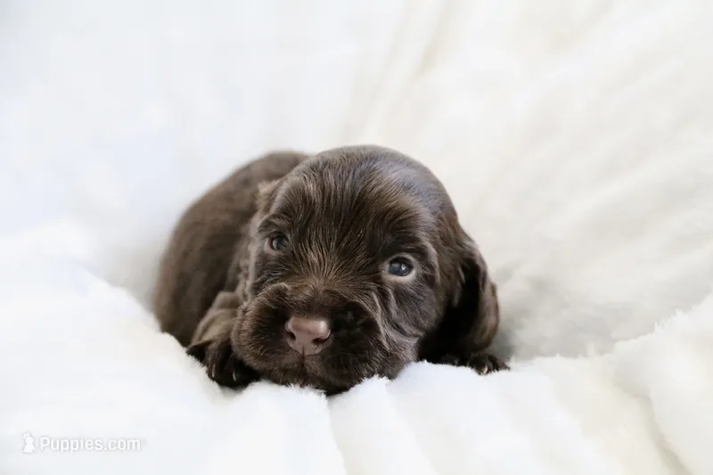Liver Male – English Cocker Spaniel puppy for sale in Denver, CO