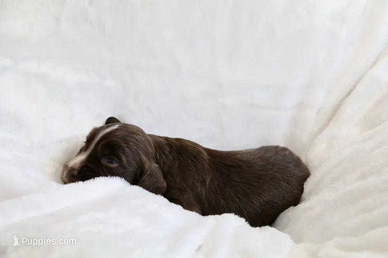 Liver Male – English Cocker Spaniel puppy for sale in Denver, CO