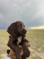 Liver female , a female English Cocker Spaniel for sale in Colorado Springs, CO – 5 of 7