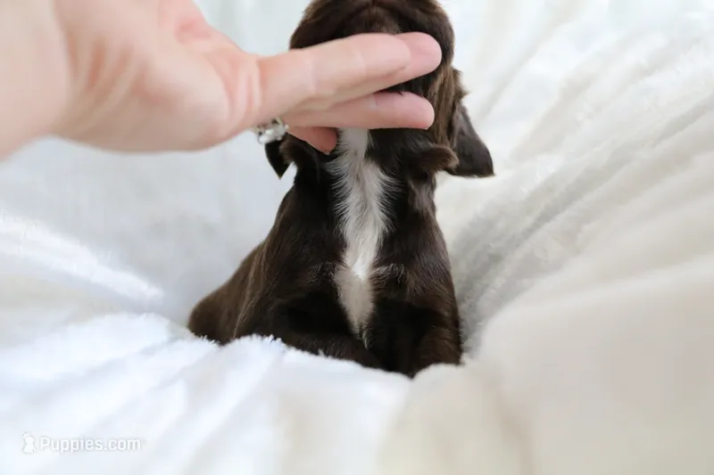 Liver Male – English Cocker Spaniel puppy for sale in Denver, CO