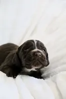 Liver Male, a male English Cocker Spaniel for sale in Denver, CO – 4 of 4