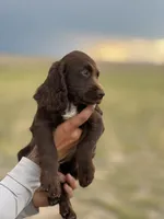 FIELD BRED Liver Male, a male English Cocker Spaniel for sale in Colorado Springs, CO – 2 of 8