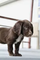 Liver Roan Male, a male English Cocker Spaniel for sale in Colorado Springs, CO – 8 of 10