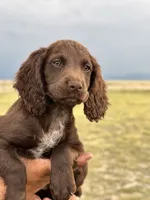 Liver female , a female English Cocker Spaniel for sale in Colorado Springs, CO – 2 of 7