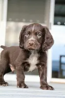 Liver Roan Male, a male English Cocker Spaniel for sale in Colorado Springs, CO – 10 of 10