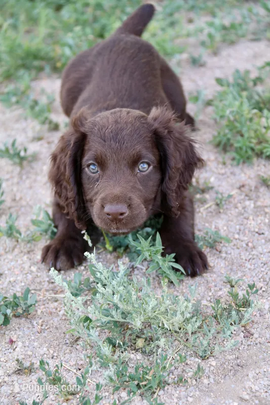 Liver female  – English Cocker Spaniel puppy for sale in Colorado Springs, CO