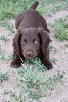 Liver female , a female English Cocker Spaniel for sale in Colorado Springs, CO – 1 of 7
