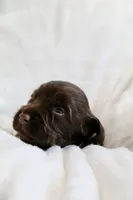 Liver Male, a male English Cocker Spaniel for sale in Denver, CO – 3 of 5