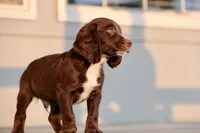 Liver Male, a male English Cocker Spaniel for sale in Colorado Springs, CO – 6 of 7