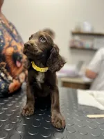 Liver female , a female English Cocker Spaniel for sale in Colorado Springs, CO – 7 of 7