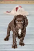 Liver Roan Male, a male English Cocker Spaniel for sale in Colorado Springs, CO – 8 of 8