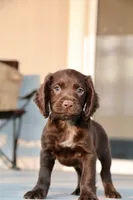Liver Male, a male English Cocker Spaniel for sale in Colorado Springs, CO – 4 of 10