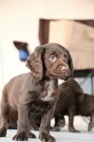 Liver Male, a male English Cocker Spaniel for sale in Colorado Springs, CO – 3 of 10