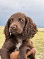 Liver female , a female English Cocker Spaniel for sale in Colorado Springs, CO – 6 of 7