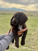 Liver Roan Male, a male English Cocker Spaniel for sale in Colorado Springs, CO – 3 of 9