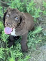 FIELD BRED Liver Male, a male English Cocker Spaniel for sale in Colorado Springs, CO – 4 of 8