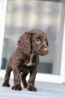 Liver Male, a male English Cocker Spaniel for sale in Colorado Springs, CO – 10 of 10